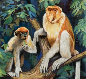 Proboscis Monkey